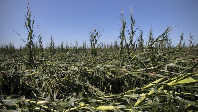 Itt vannak a legfrissebb termésbecslések: nem kíméli az európai gazdákat az időjárás