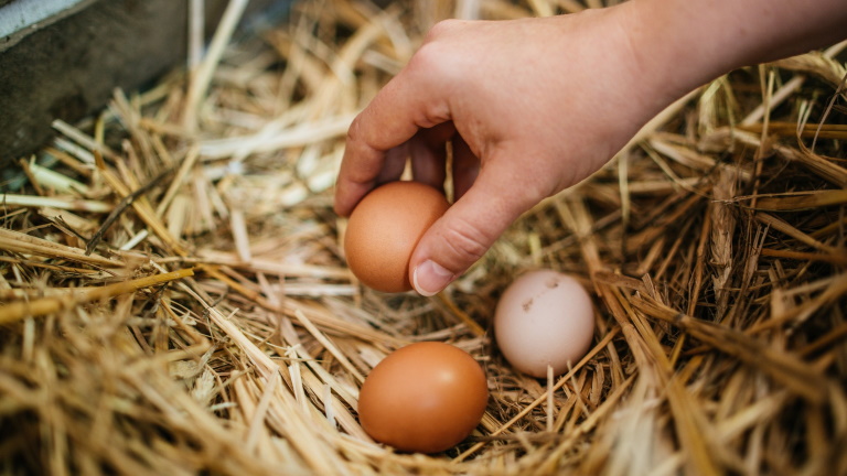Több sebből vérzik a magyar tojáspiac: hiába eszik egyre többen, szenved az ágazat
