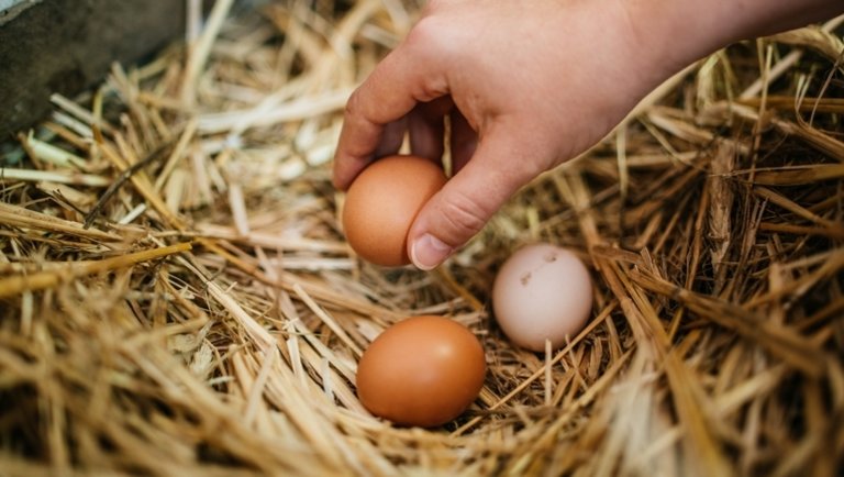 Fontos változás élesedett a baromfihús- és tojáságazati termékekkel kapcsolatban