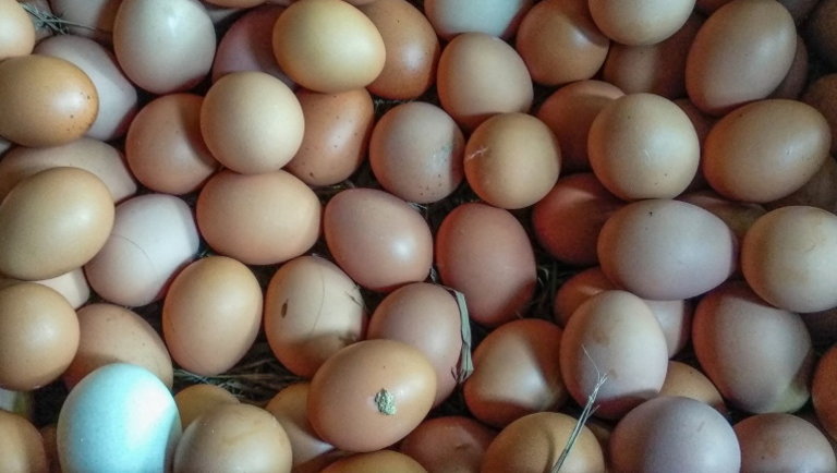 Fény derült a titokra: különleges tojást fejlesztenek a Szent István Egyetemen