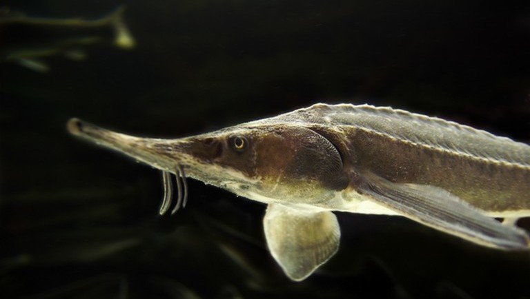 Aggasztó jóslat érkezett: a kihalás szélére kerülhet a Duna népszerű hala