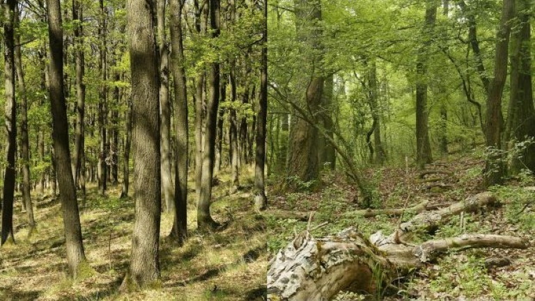 Magyarországon indult el a világ egyik legösszetettebb erdőkezelési kísérlete