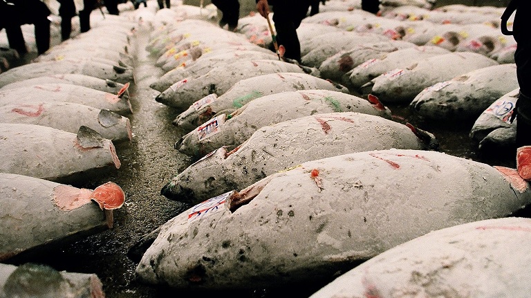 Hat éve nem történt ilyen: sokkoló áron kelt el a legjobb tonhal egy tokiói árverésen