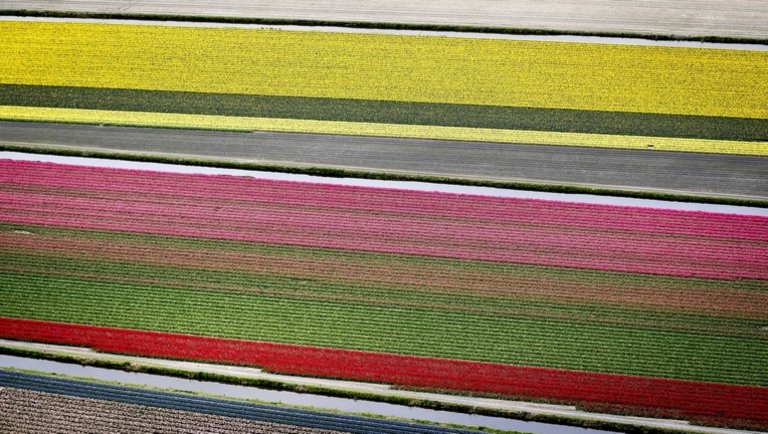 Koronavírus: több millió tulipánt kellett megsemmisíteni a világ legnagyobb virágpiacán