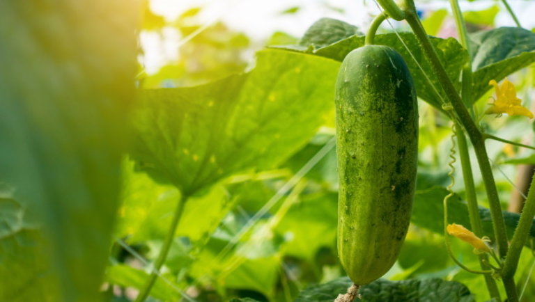 Jó hír a termesztőknek: nem kell többé aggódni az uborka rettegett betegsége miatt