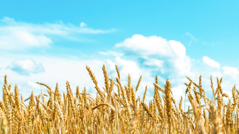 Nagy előrelépés történt: hamarosan tényleg újraindulhat az ukrán gabonaexport