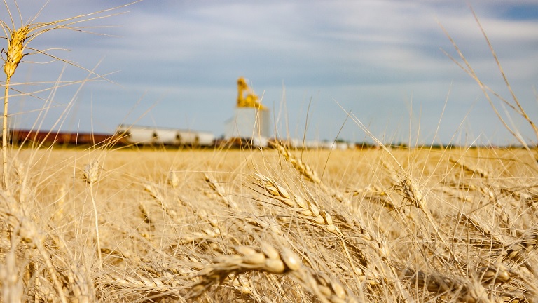 Áramlik ki a gabona Ukrajnából: ki nem találnád, hova kerül az aranyat érő termés