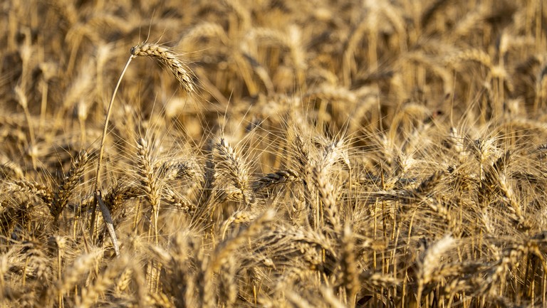 Brutális zuhanás jön az ukrán gabonatermelésben - Komoly áremelkedés közeledik