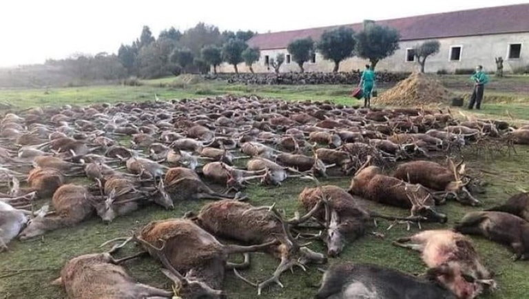 Kiakadtak a portugálok: több száz vadat mészárolt le egy csapat vendégvadász