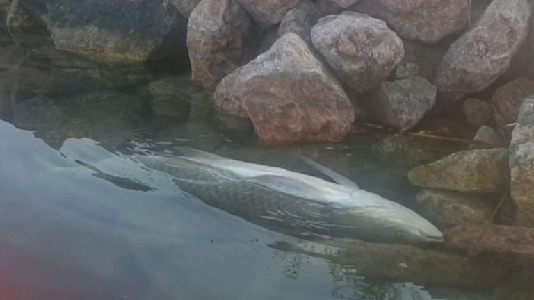 Nyugtalanító videó: furcsán viselkedő halakat talált egy horgász a Velencei-tóban