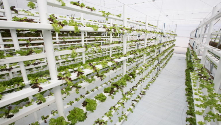 Elképesztő: teljesen automatizálta a vertikális növénytermesztést egy kínai vállalat
