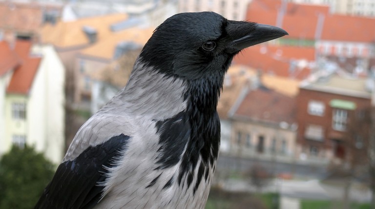 Veszélyes madarak lehetnek a magyar településeken: senki sincs biztonságban tőlük
