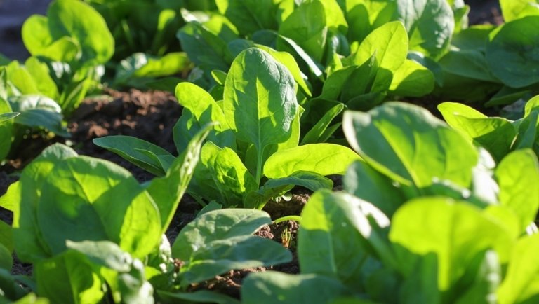 Ütős tipp élelmes kertészeknek: így lehet ingyen vetőmagod minden évben