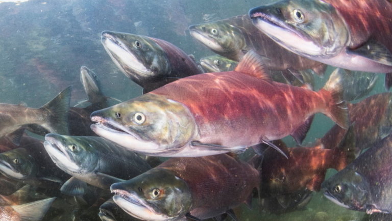 Riasztó számok: drámai ütemben pusztulnak az édesvízi halak