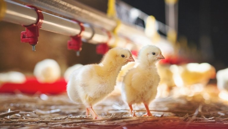 Kampányt indítottak a zárt tartást övező tévhitek ellen: de hol boldogabbak a csirkék? 