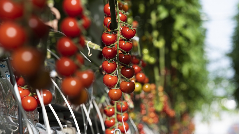 Növekvő kereslet és magasabb minőségi igény jellemzi a hazai zöldségfogyasztást - Gazdaportré: Styecz Kertészet