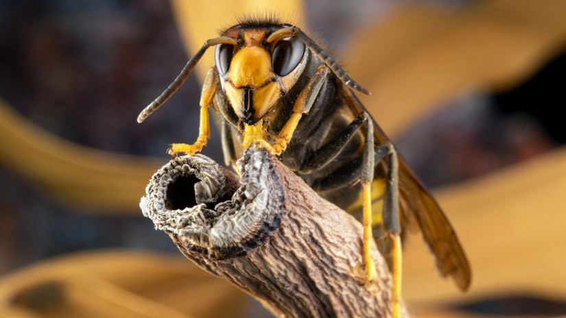 Asian hornet (vespa velutina)