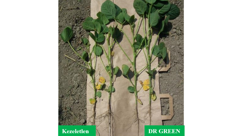 DR GREEN technológia erős, kondicionált szójanövényeket eredményez (2023.07.10)