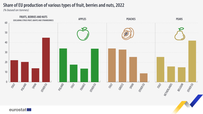 Az egyes uniós tagállamok részesedése az egyes gyümölcsfélék termesztéséből (Forrás: Eurostat)