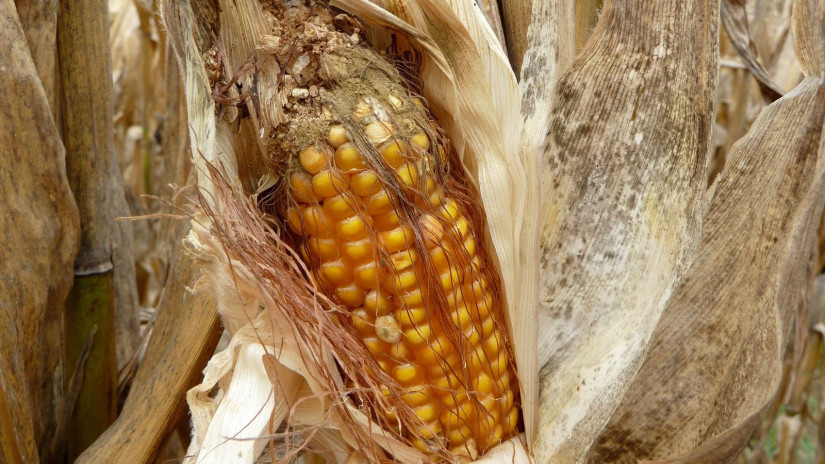 Aflatoxinos kukorica (Fotó: Hechta Kft.)
