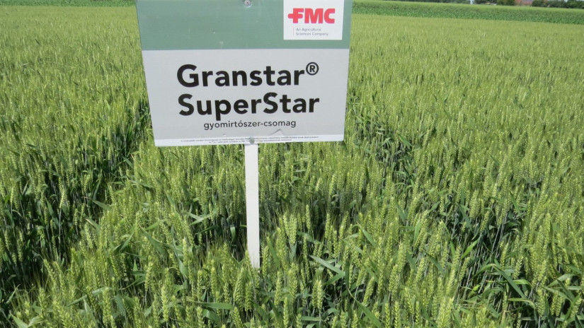 A Granstar® SuperStar hatására minden szezonban gyommentes őszi búzát termeszthetünk
(Látókép, 2023. június)