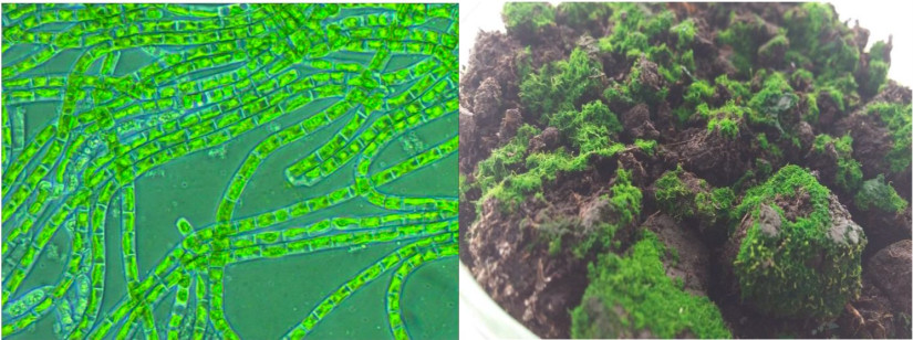 Klebsormidium fonalas zöldalgák (Fotó: Albitech Kft.)