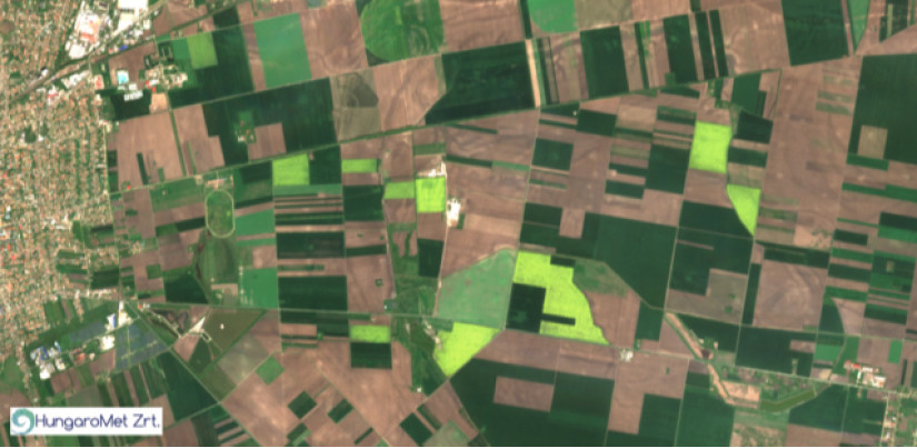 Virágzó őszi káposztarepce táblák (sárga színűek) 2024. 04. 10-én Orosháza (Békés vármegye) térségében Sentinel-2-es műholdfelvételen