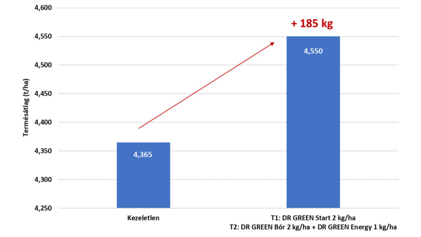 DR GREEN kezelések hatása a napraforgó termésére (Jelmagyarázat: T1: 6–8 levélpáros stádiumban végzett kezelés, T2: Csillagbimbó stádiumban végzett kezelés) (Forrás: Növénypathyka Kft., Kaposvár, 2023)