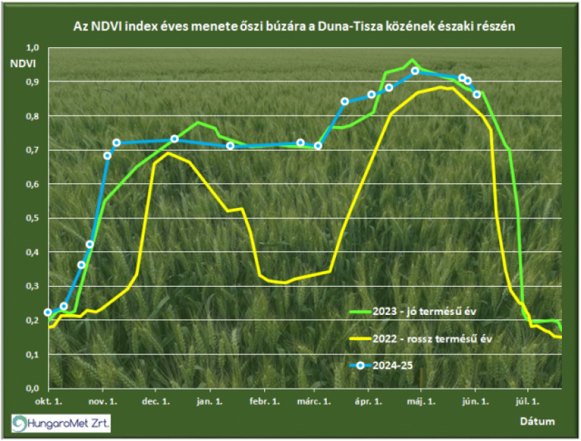 Az NDVI műholdas vegetációs index éves menete a tenyészidőszak során őszi búza táblákon (8 véletlenszerűen kiválasztott tábla átlaga) az Alföld északi részén a Sentinel-2 műholdak mérései alapján egy jó és egy rossz termést adó évhez viszonyítva (a búza termésátlagánál a meghatározó hónapok az április, a május és a június)