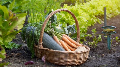 Filléres trükkök zöldségtermesztéshez: ezekkel garantáltan bőséges lesz a termés