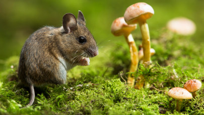Döbbenetes felfedezést tettek a kutatók a gombákkal és az állatokkal kapcsolatban