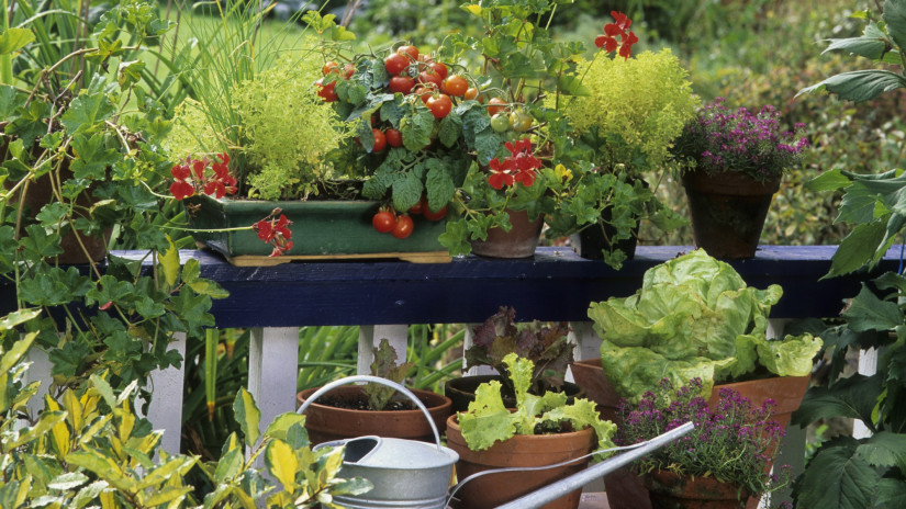10 zöldség, amit gond nélkül termeszthetsz otthon is: és még kert sem kell hozzá