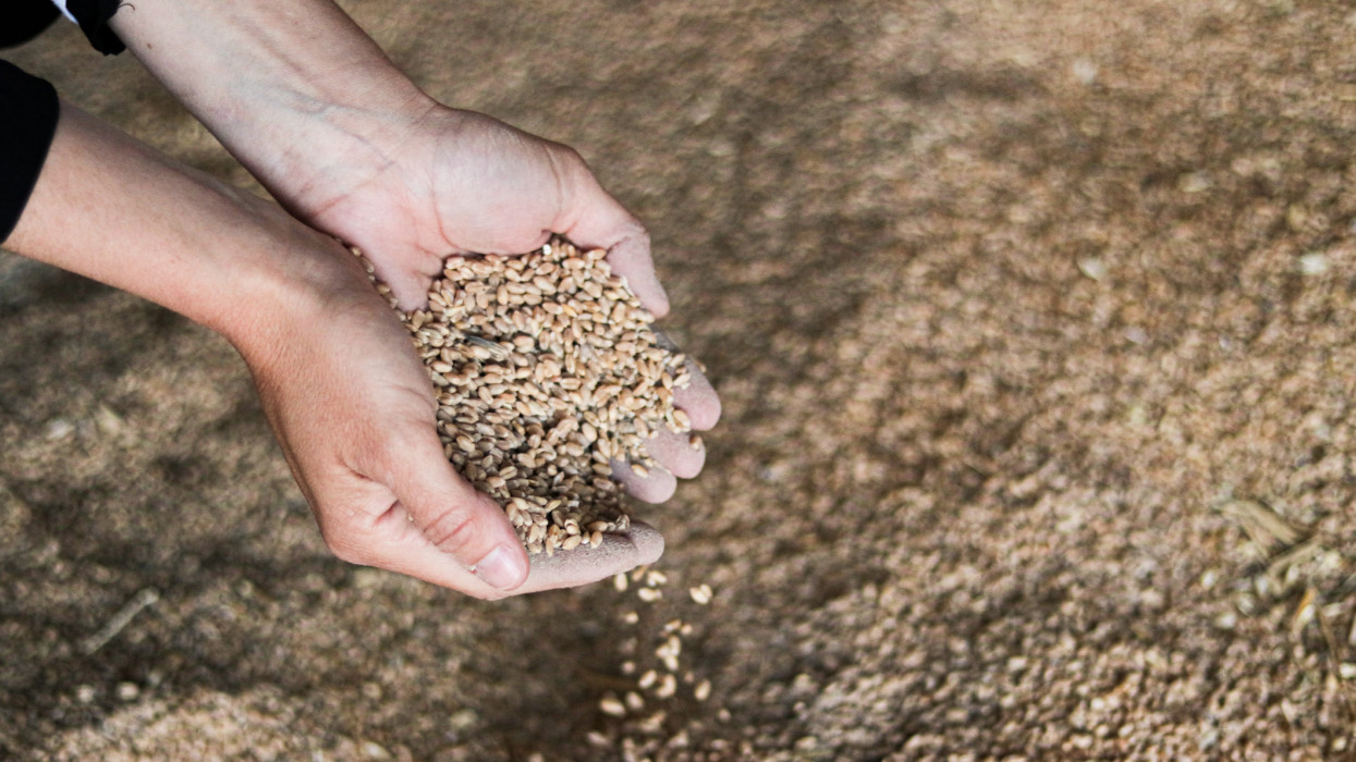 Brutális, ami a gabonával történt Ukrajnában: több ezer tonna termény semmisült meg