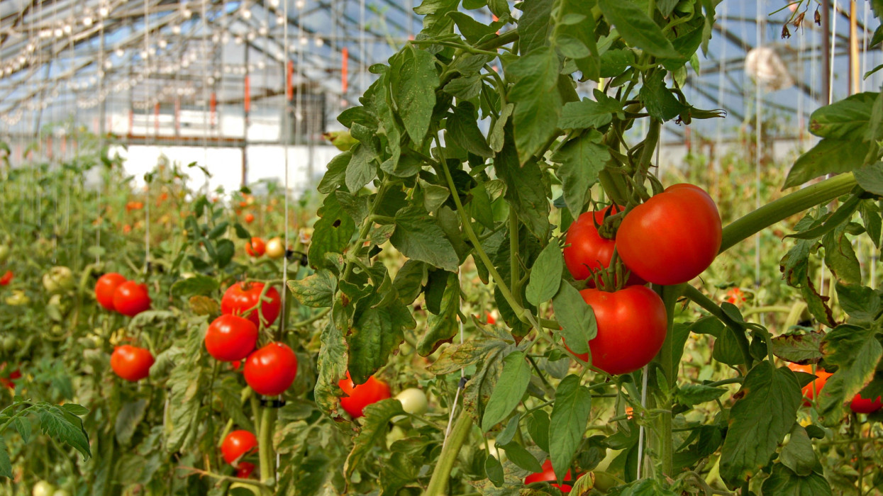 Aggasztó dolog derült ki a magyar kertészetekről: veszélyben a zöldségtermesztés?