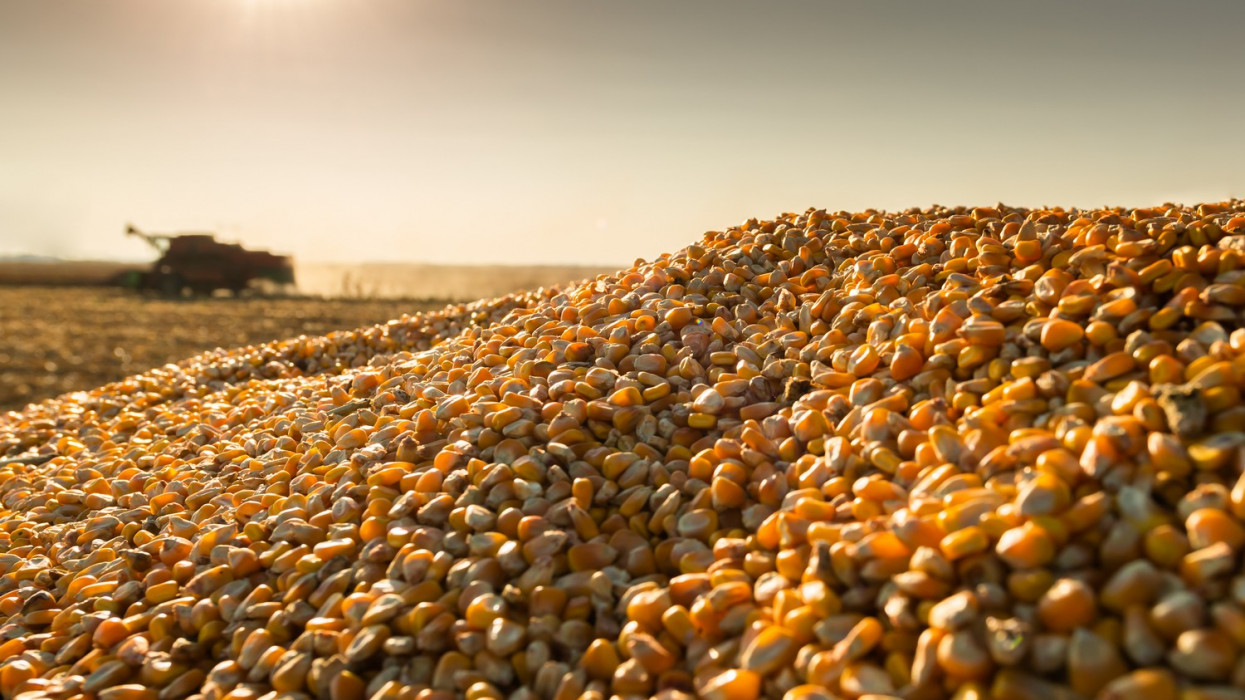 Áramlik ki a gabona Ukrajnából: ki nem találnád, hova kerül a kincset érő termés