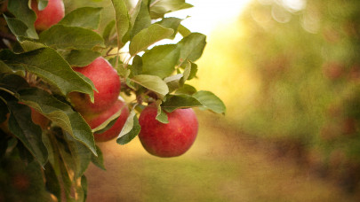 Őrület, ami a piacokon, boltokban zajlik: ennyibe kerül most a magyar alma
