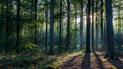 Ijesztő, ami az európai erdőkben történik: ehhez most már jobb lesz hozzászokni?
