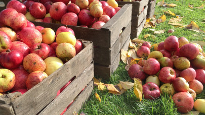 Fillérekért veszik az almát az élelmes magyarok: mutatjuk, hol juthatsz hozzá olcsón