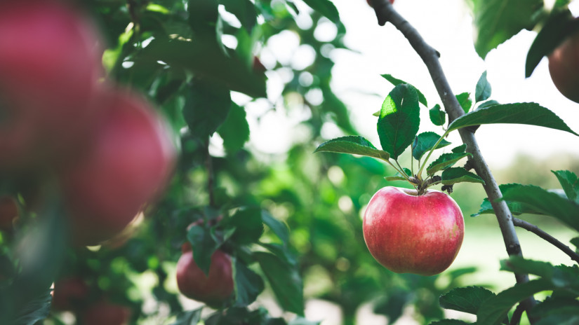 Pánikolnak a lengyel termelők: ott rohadhat a fákon az idei almatermés