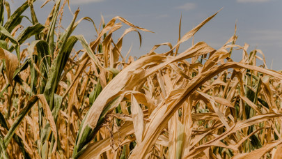 Erre senki sem számított: megdöbbentő hírek érkeztek a magyar kukoricáról