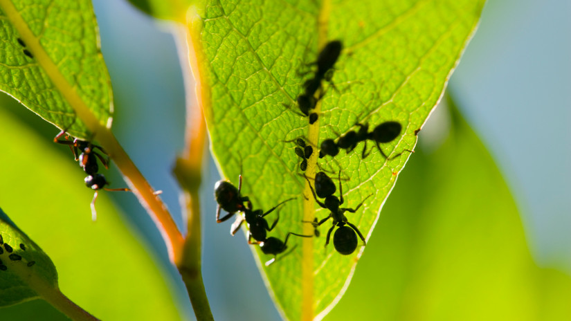 Ezt nem fogod elhinni: döbbenetes dolog derült ki a hangyákról