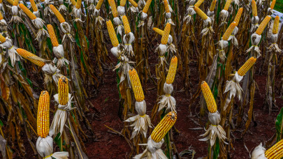 Aggasztó a helyzet Európában: komoly gondok vannak a kukoricával, napraforgóval