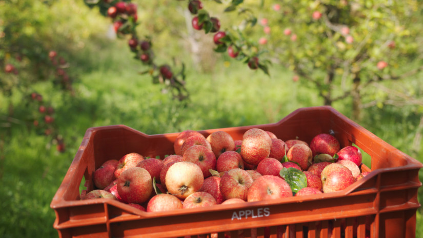 Fillérekért veszik itt az almát a magyarok: mutatjuk, hol juthatsz hozzá olcsón