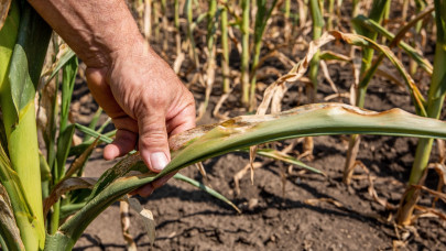 Megdöbbentő, ami a magyar kukoricával történik: erre senki sem számított