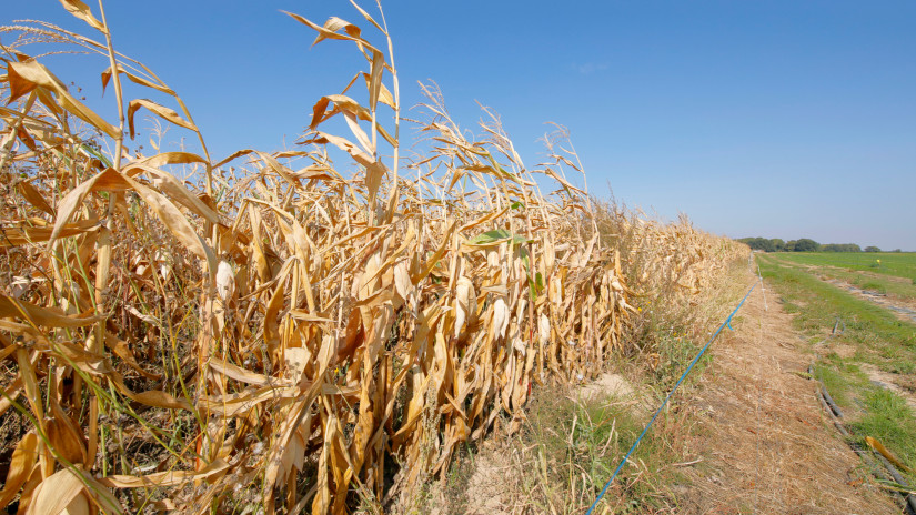 Ez durva: kiderült, mennyi gabona veszett oda idén Magyarországon