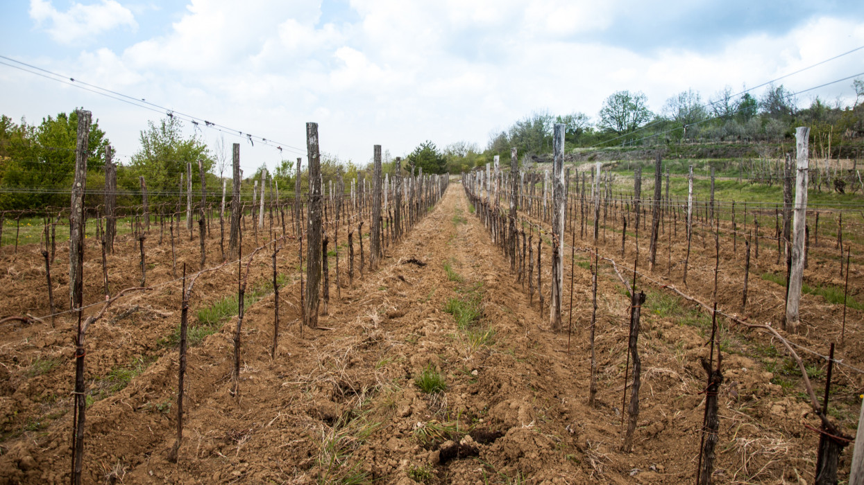 Aggasztó, ami ezekben a magyar szőlőkben történik: veszélybe kerülhet a termelés?