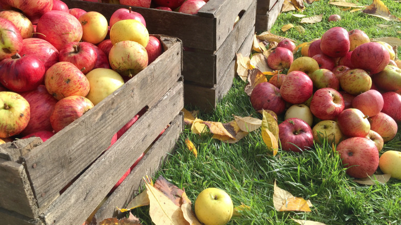 Eláraszthatja a piacot az ukrán alma: megdöbbentő, miért ilyen olcsó