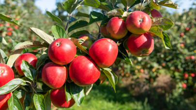 Ott rohadhat a belga gyümölcs a fákon: mi lesz így sokak kedvencével?