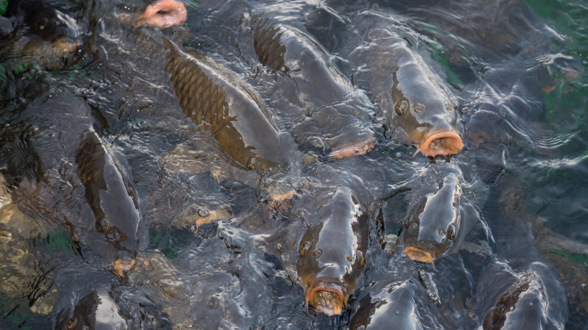 Több száz kiló idegen halat talált a Nébih: nem is gondolnád, hol bukkantak rájuk