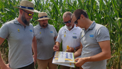 SAATEN-UNION-kukoricák: stabil alap az instabil környezetben